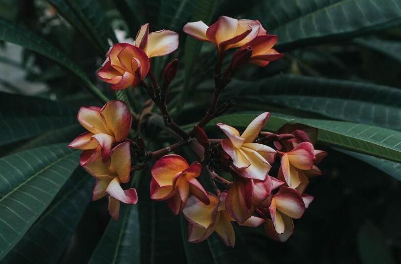 פנסיון Kelana Guest House