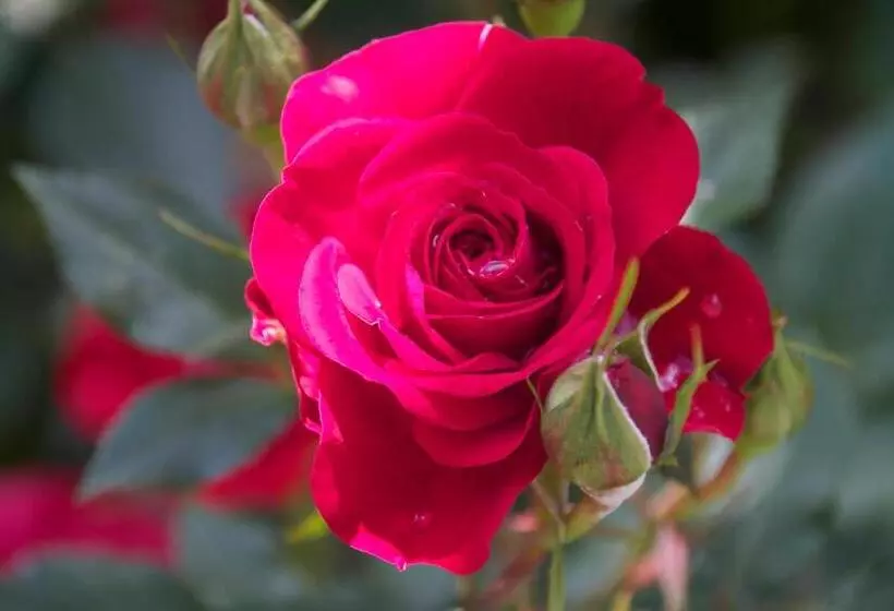 Hotell Garni Inselparadies Zingst