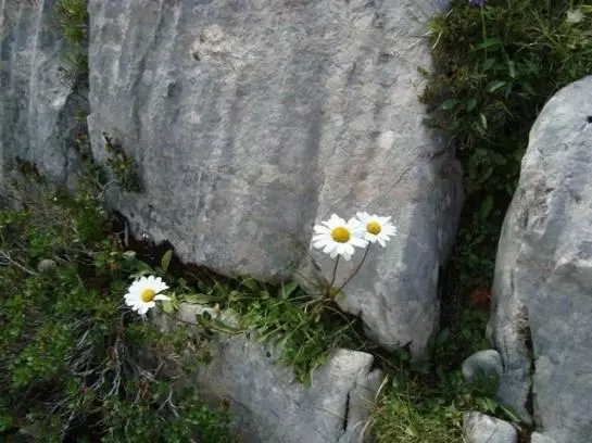 Отель Haus Kristall