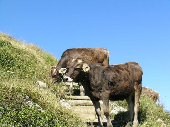 Отель Haus Kristall