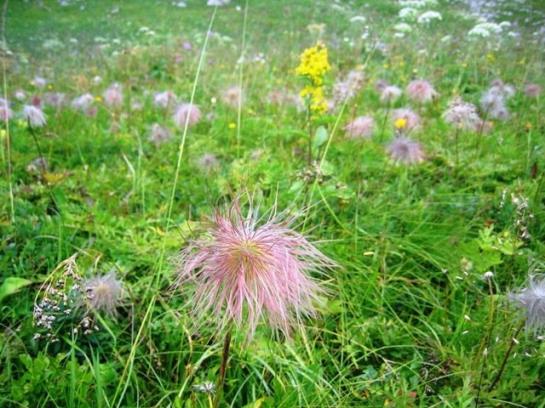 Отель Haus Kristall