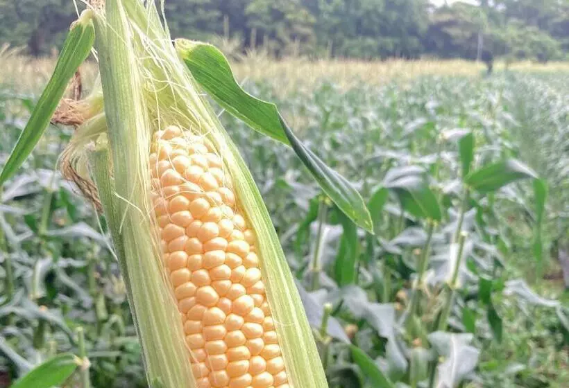 カプセルホテル 柏島ヴィレッジ