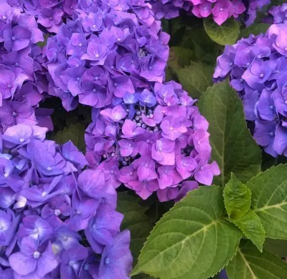 La S Volta Vanzago Bed And Breakfast