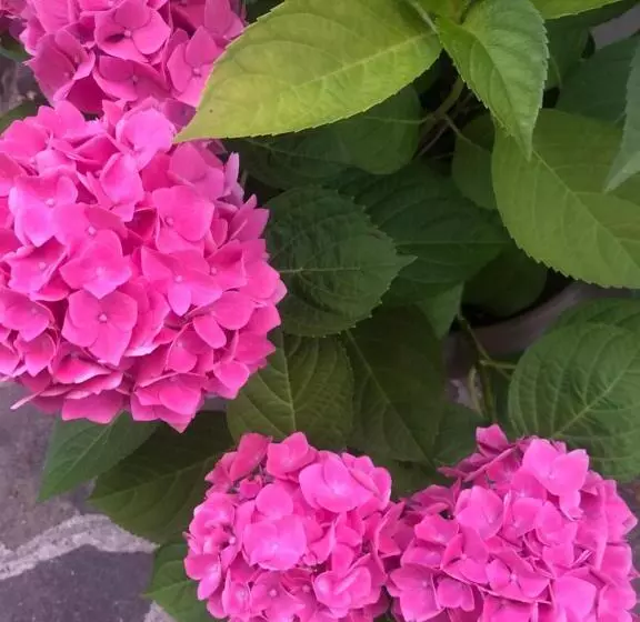 La S Volta Vanzago Bed And Breakfast