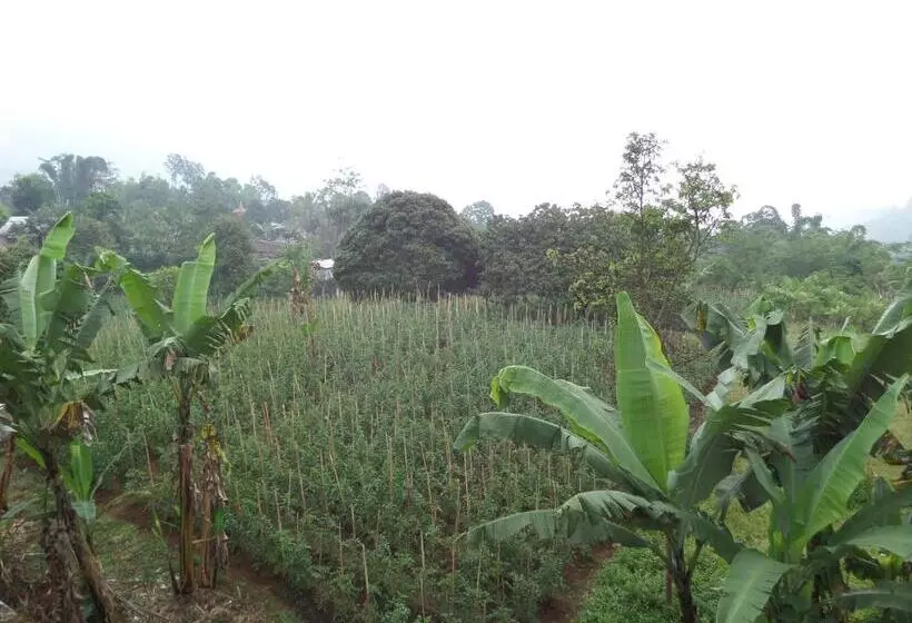 Majatalo Km 31 Sujono Guesthouse