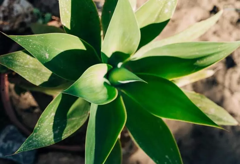 ベッドアンドブレックファースト Juniper Bay