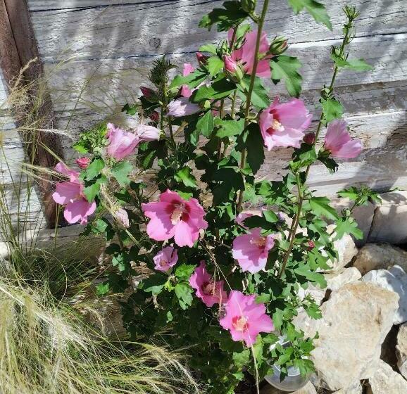 Bed and Breakfast Chez Les Filles