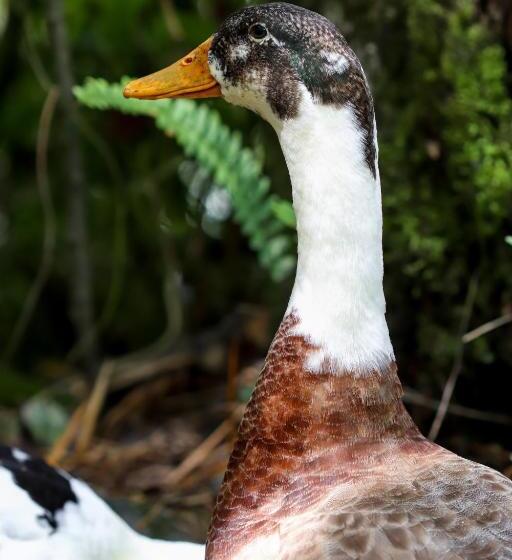 Pensjonat Finca Los Abuelos La Planta