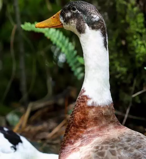ペンション Finca Los Abuelos   La Planta
