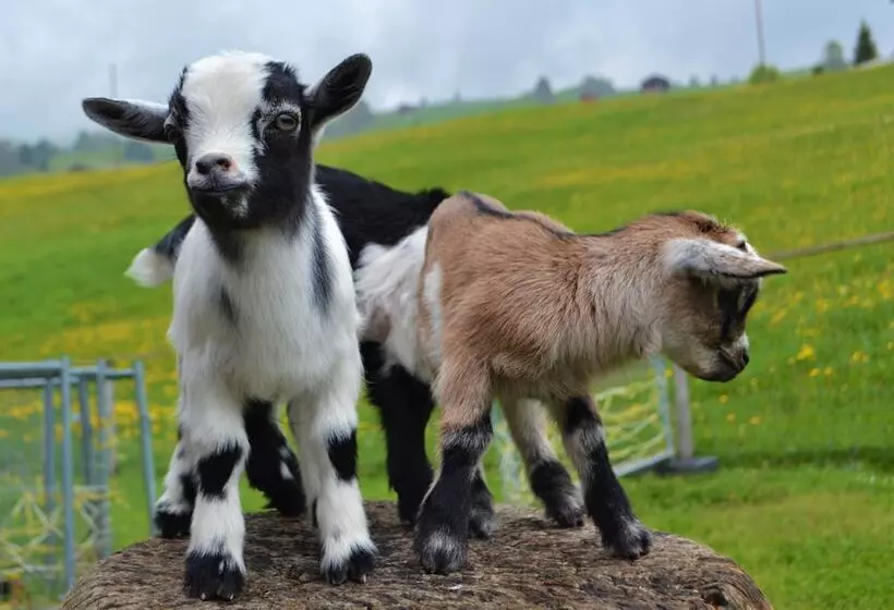 Пансион Gasthaus Alpina