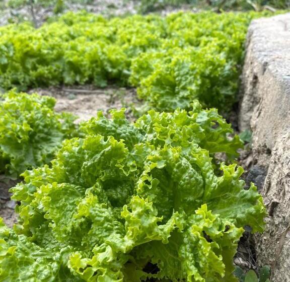 Hotell Francolin Lodge Farmstay @ Darima