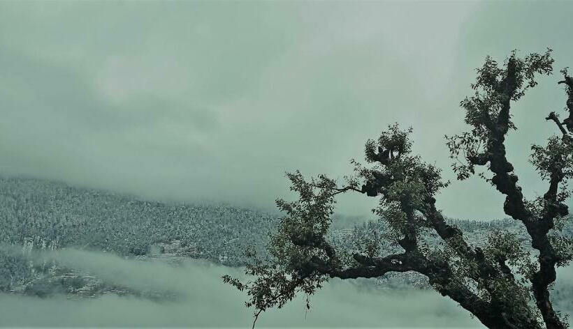 旅馆 Mozo Inn&cafe Jibhi