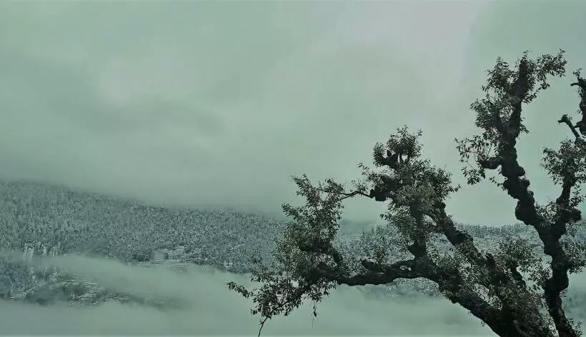 ユースホステル Mozo Inn&cafe Jibhi