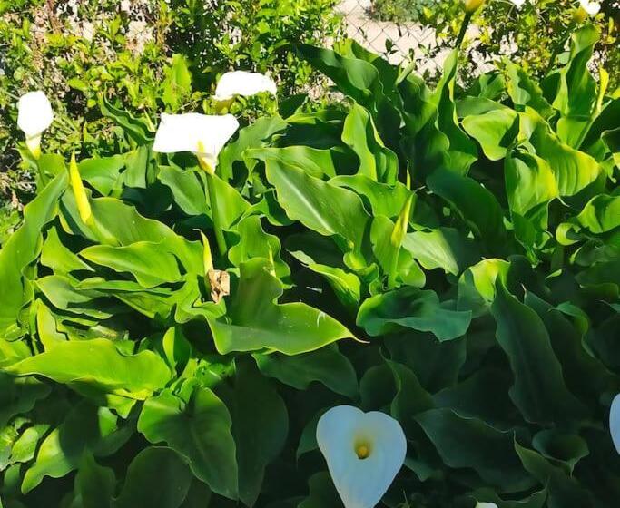 Vivienda Rural La Choza