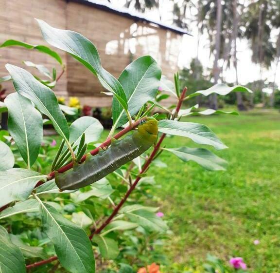 Schronisko Bahandi Beach Lodge