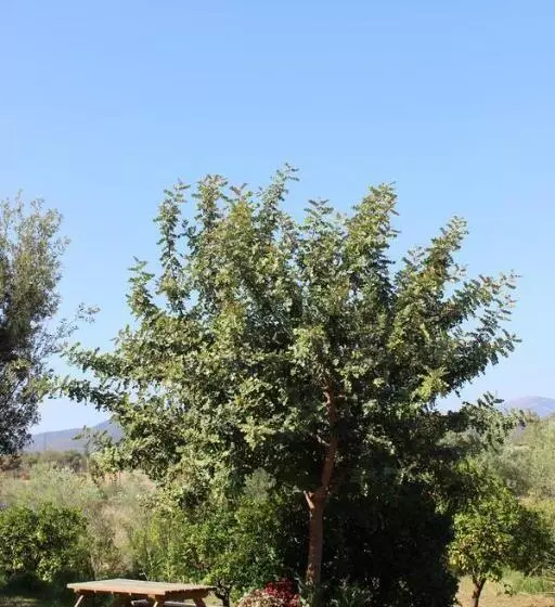 هتل Agriturismo L Agrumeto