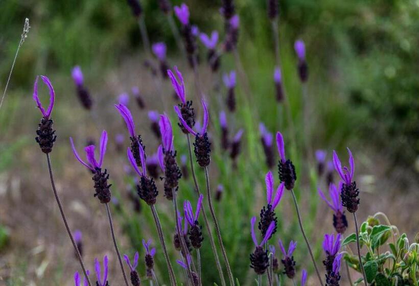 فندق Casa De Belharino