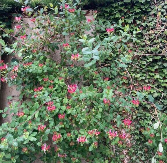 تختخواب و صبحانه Le Mascaret