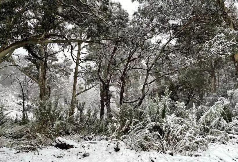 Wallaby Cabin