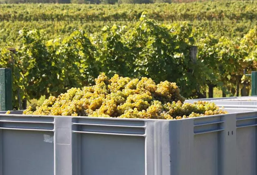 Aamiaismajoitus (B&B) Weingut Familie Schuster