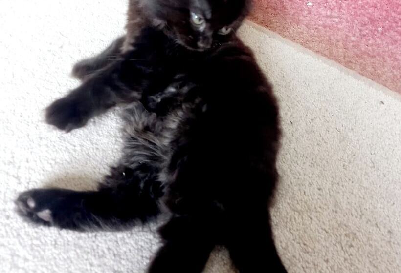 Luxurious Entire Studio In Axminster Suitable For