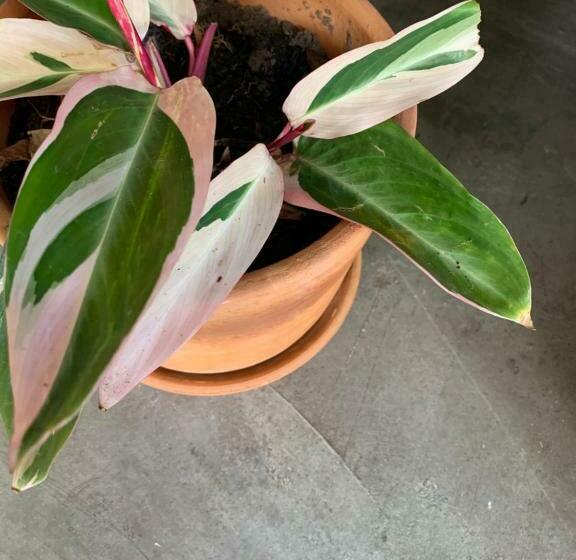 ペンション Quintal De Areias