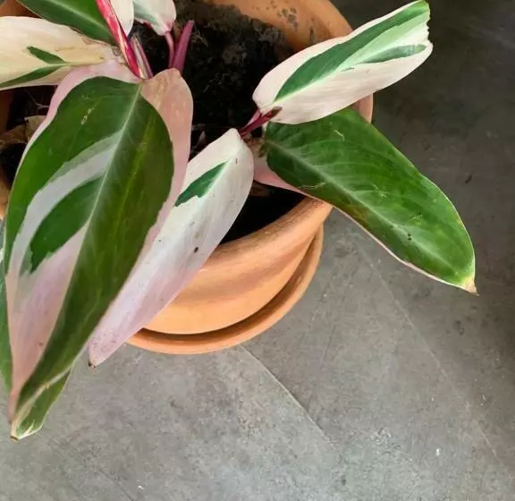 ペンション Quintal De Areias