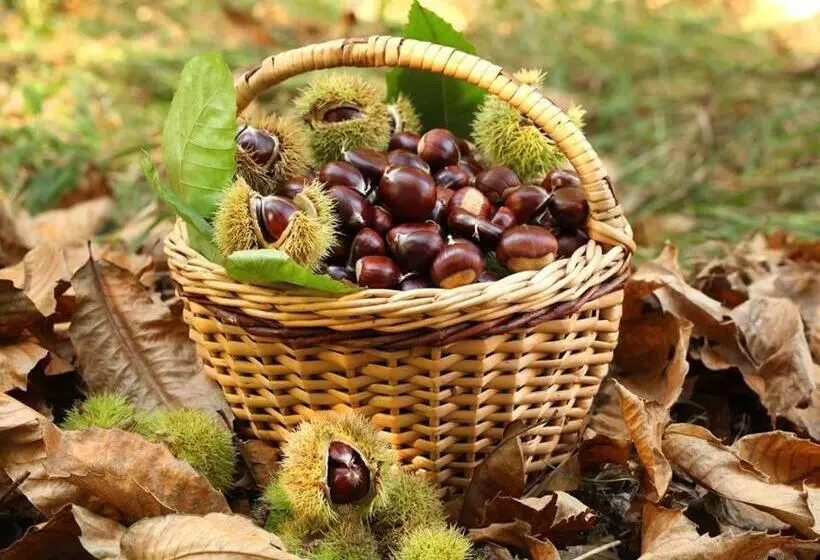 B&b Lo Scoiattolo Del Pollino