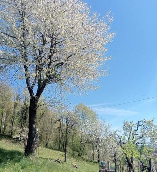 Casa Nella Natura Il Risveglio Degli Elfi