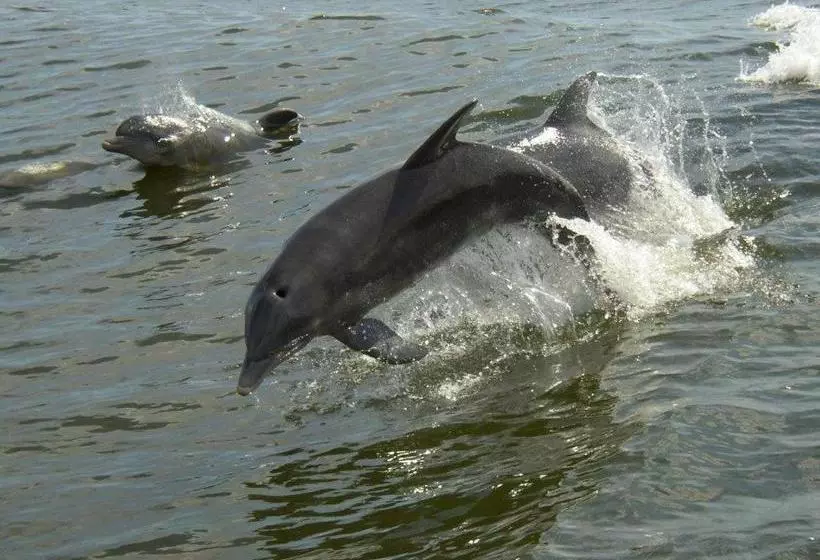 Paradise Isle Resort by VRI resorts