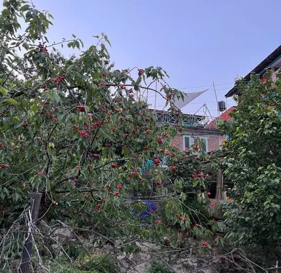 ユースホステル Yolo Backpackers   Manali