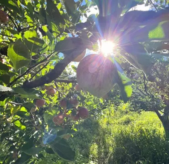 ユースホステル Yolo Backpackers   Manali