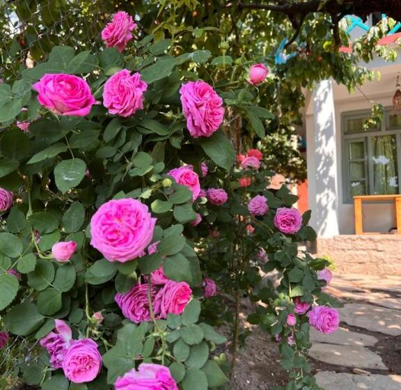 ユースホステル Yolo Backpackers   Manali