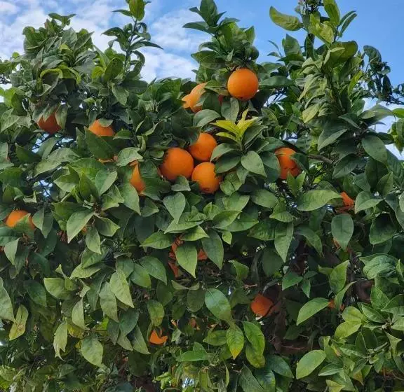 Mirador Apartments Beach First Line