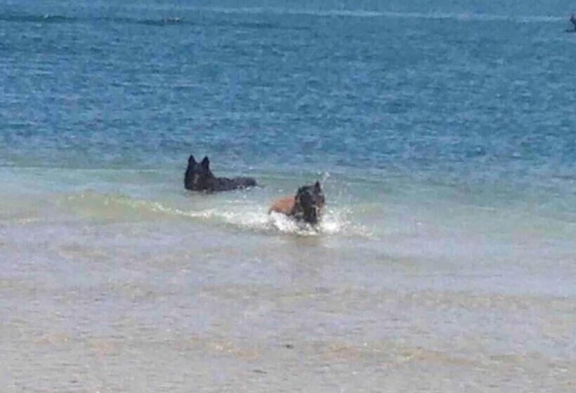 Pet Friendly Home With Pool And Boat Parking