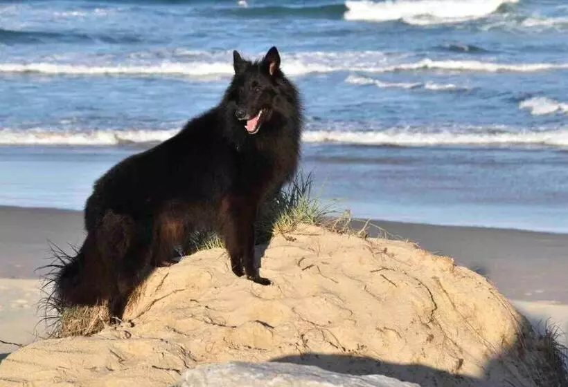 Pet Friendly Home With Pool And Boat Parking