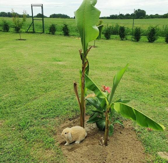 Summerside Apartman Harkány