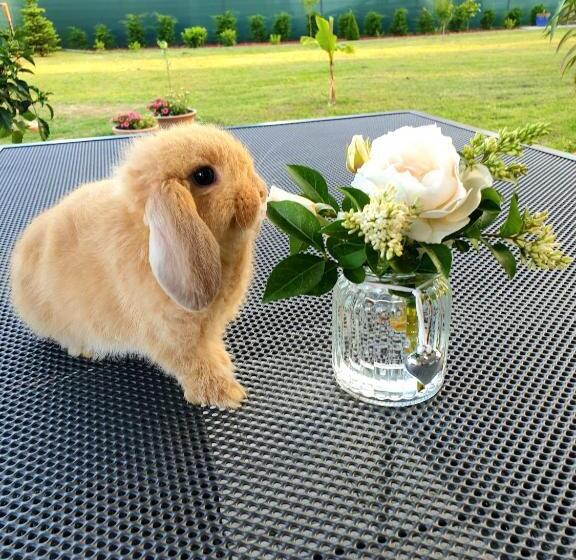 Summerside Apartman Harkány