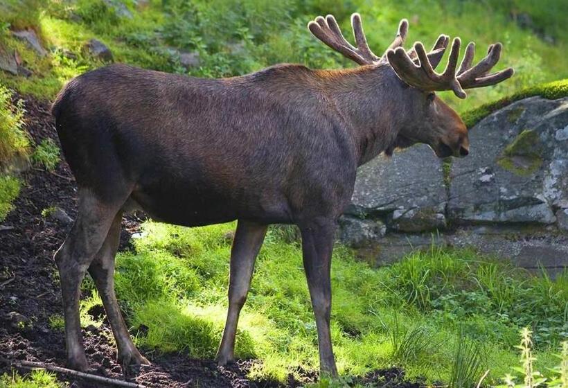 Villa Granhede  Sjöläge Med Badtunna, Eldstad Med Mera