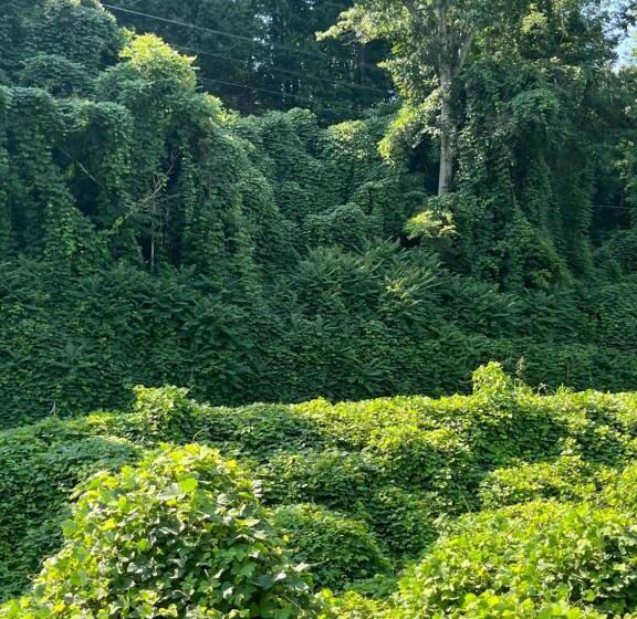 Smokies Hill Top Cabin Mountain Views 2 Miles To Town Pet Friendly