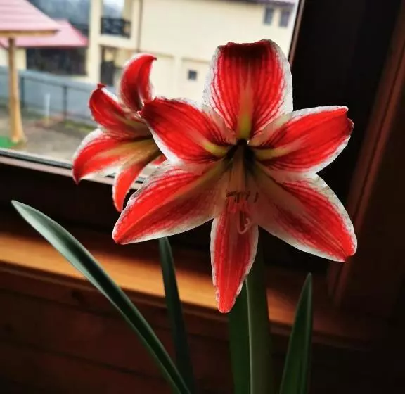 ホテル Jugul țăranului Agropensiune Polovragi, Gorj