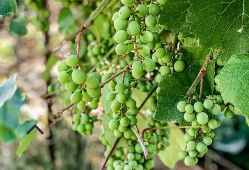 Aamiaismajoitus (B&B) Danielle Boutique Suite