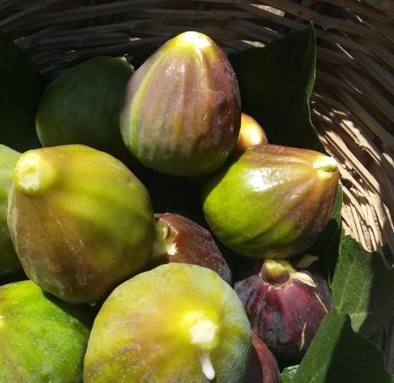 Bed and Breakfast Galeta Masseria