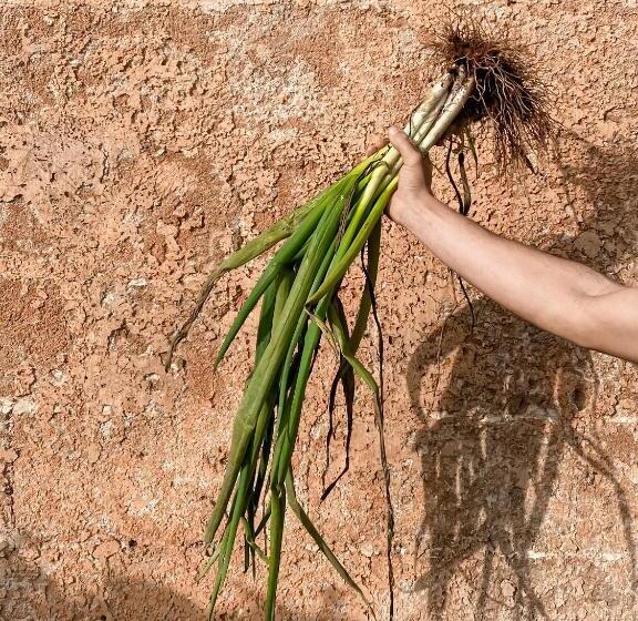 Bed and Breakfast Galeta Masseria