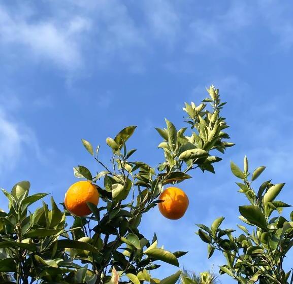 Bed and Breakfast Galeta Masseria