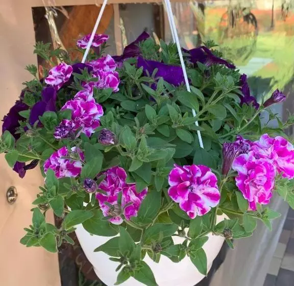 Majatalo Aranyfürt Vendégház