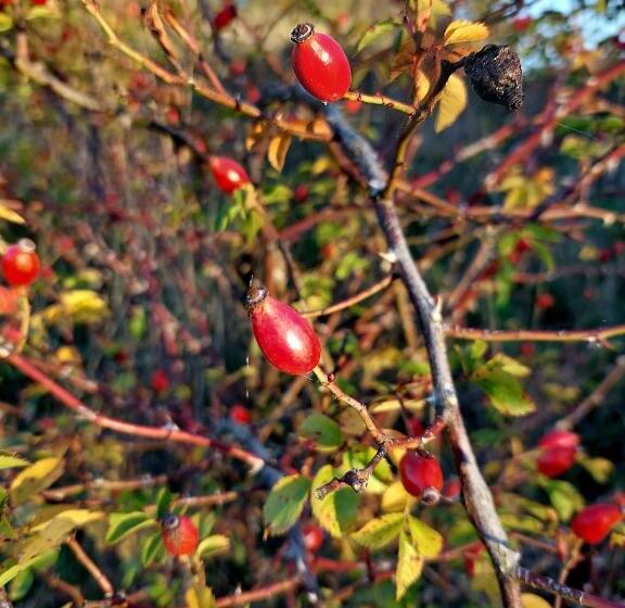 Gemütliche Zwei Zimmer Ferienwohnung W1 In Zwenkau Bei Leipzig Im Neuseenland