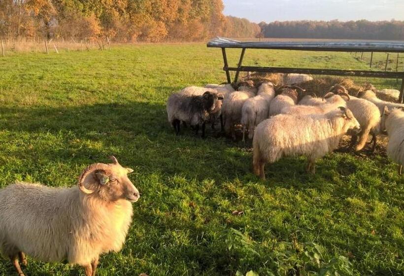 Bed and Breakfast Pipowagen Lidewei Groningen Westerwolde Unieke Ligging Met Eigen Tuin En Vrij Uitzicht Over Veld Naa