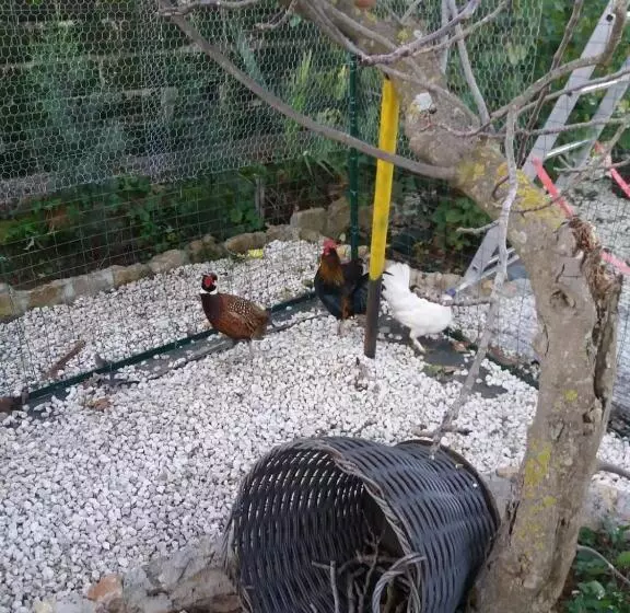 Aamiaismajoitus (B&B) Il Castello