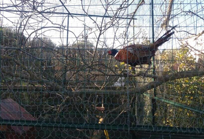 צימר Il Castello